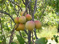 /album/proceso/a100-1976-copiar-jpg/